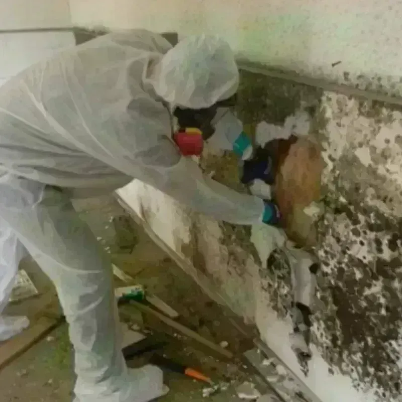 Mold Remediation and Removal in East Newnan, GA